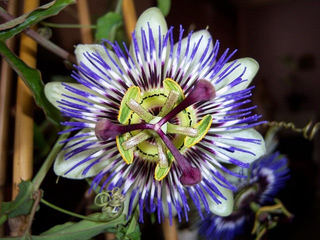 passionflower-1217355_640